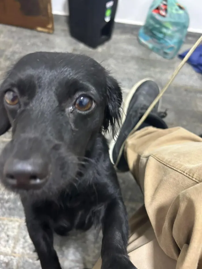Cachorro raça SRD-ViraLata idade 1 ano nome Lola