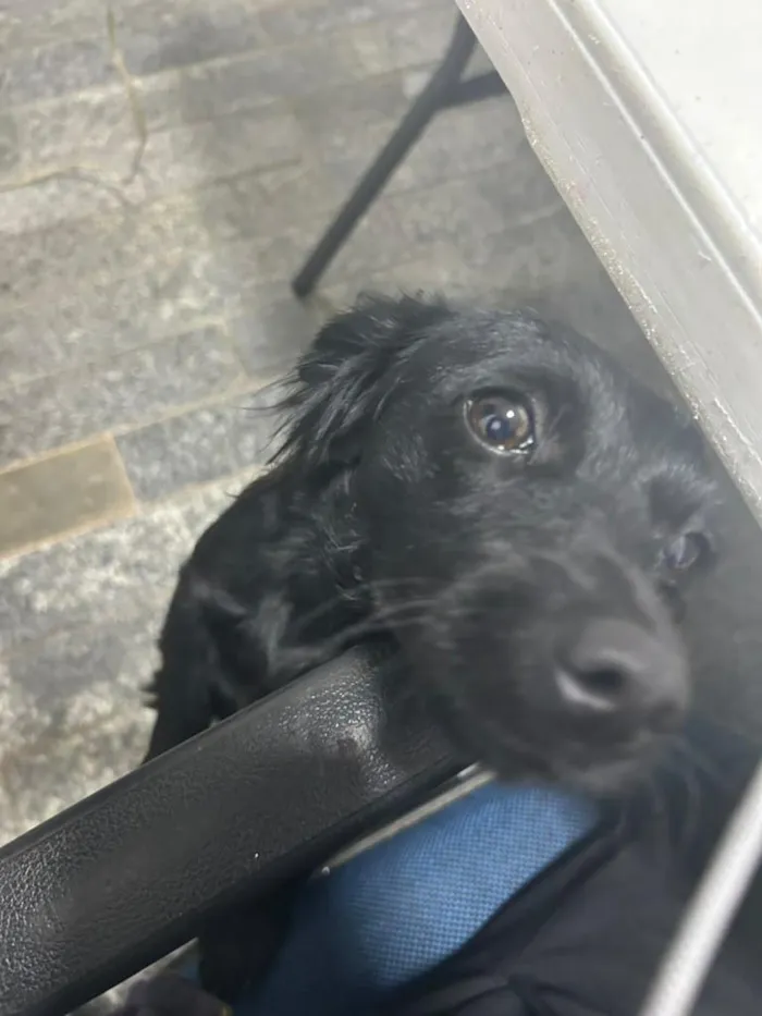 Cachorro raça SRD-ViraLata idade 1 ano nome Lola