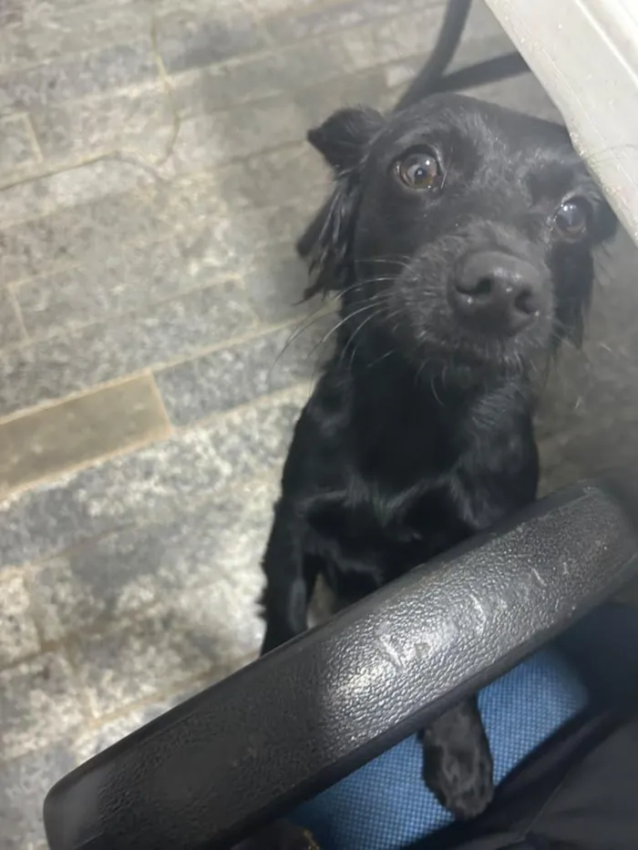 Cachorro raça SRD-ViraLata idade 1 ano nome Lola