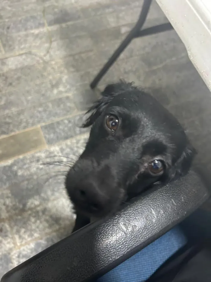 Cachorro raça SRD-ViraLata idade 1 ano nome Lola