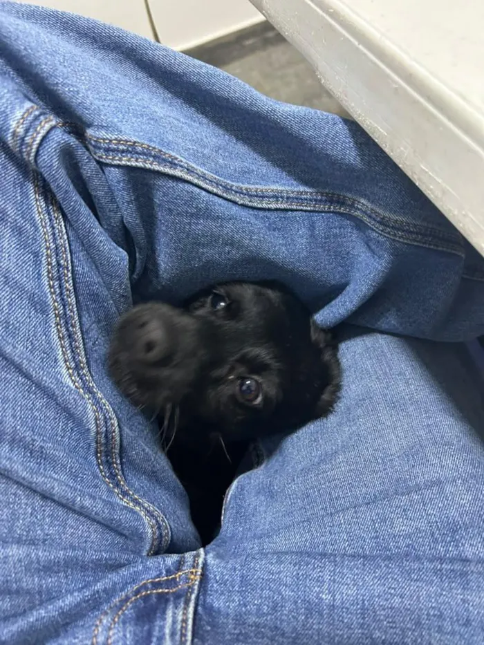 Cachorro raça SRD-ViraLata idade 1 ano nome Lola