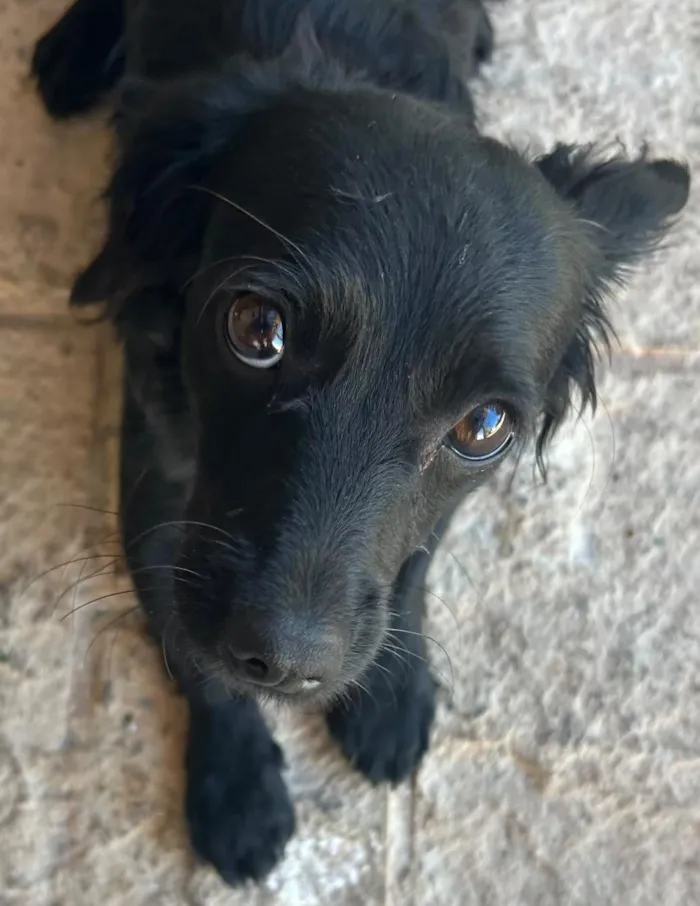 Cachorro raça SRD-ViraLata idade 1 ano nome Lola