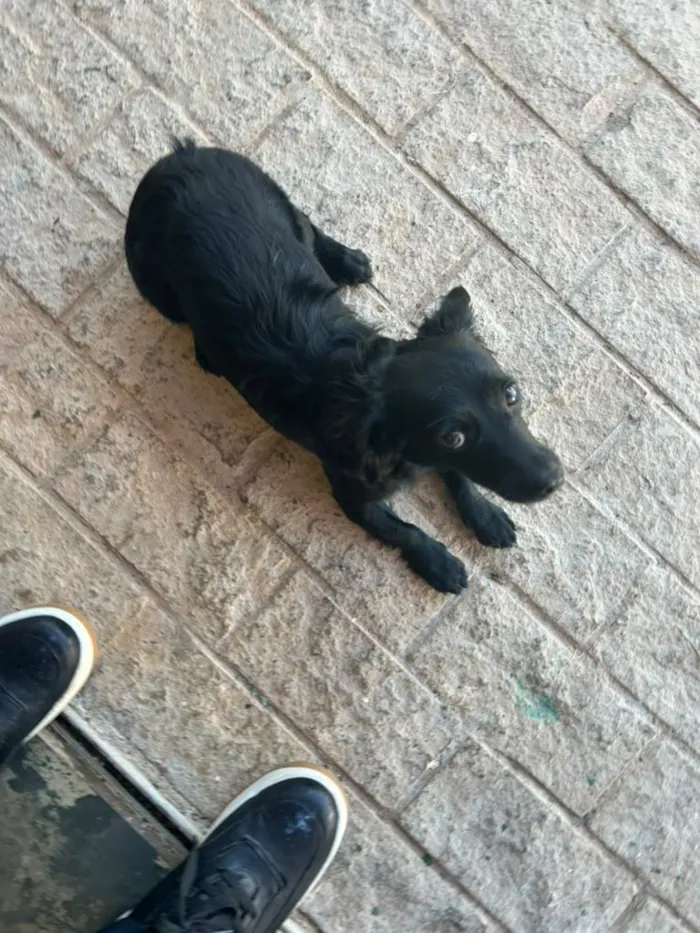 Cachorro raça SRD-ViraLata idade 1 ano nome Lola