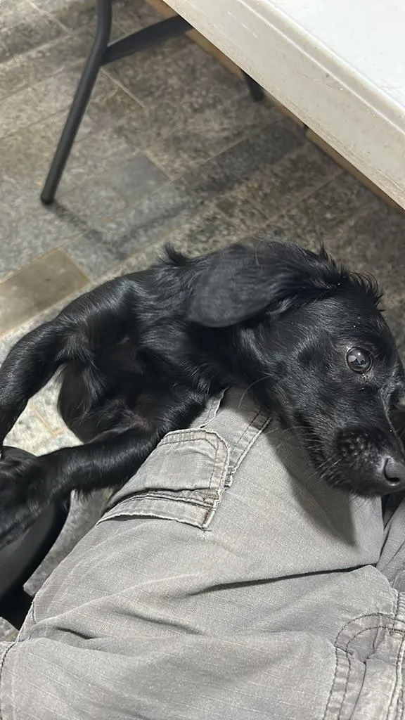 Cachorro raça SRD-ViraLata idade 1 ano nome Lola