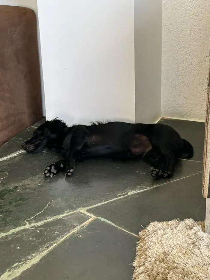 Cachorro raça SRD-ViraLata idade 1 ano nome Lola