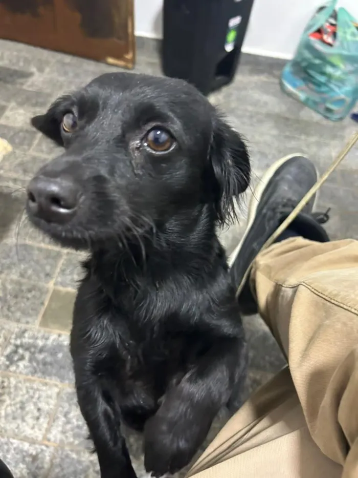 Cachorro raça SRD-ViraLata idade 1 ano nome Lola