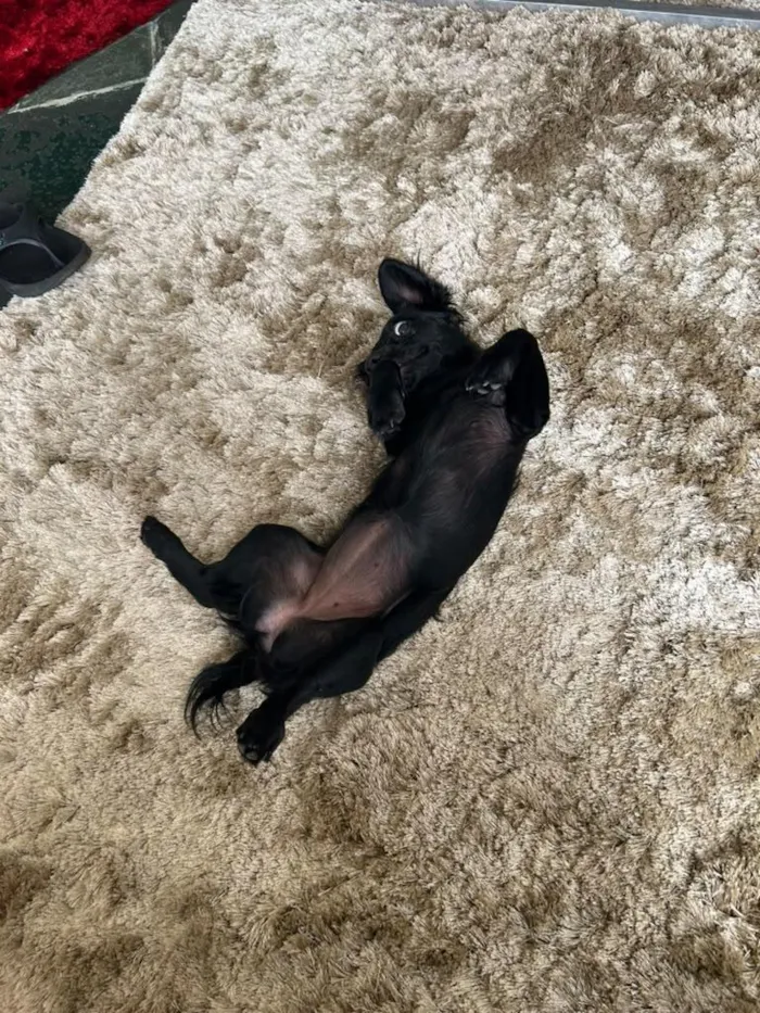 Cachorro raça SRD-ViraLata idade 1 ano nome Lola