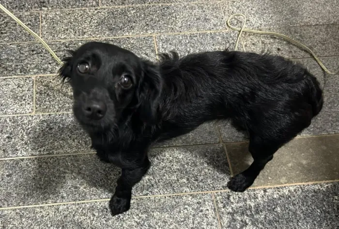Cachorro raça SRD-ViraLata idade 1 ano nome Lola