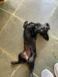 Lola