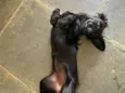 Lola