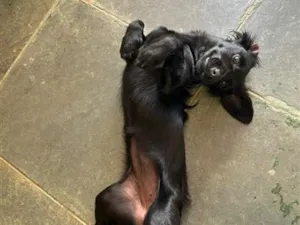 Cachorro raça SRD-ViraLata idade 1 ano nome Lola