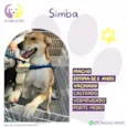 Simba