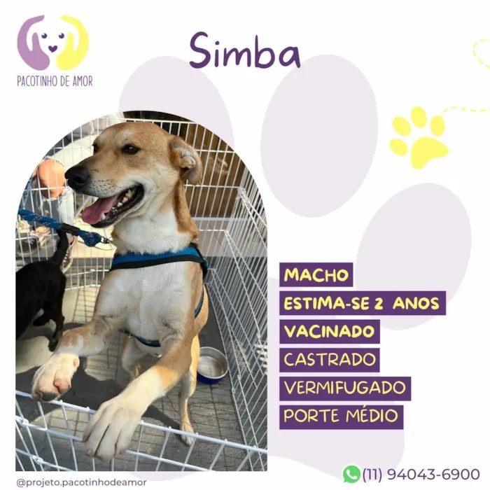 Cachorro raça SRD-ViraLata idade 2 anos nome Simba