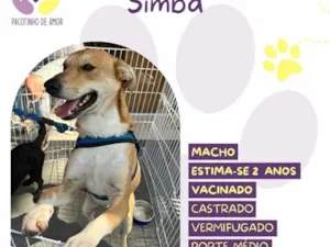 Cachorro raça SRD-ViraLata idade 2 anos nome Simba