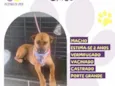 Chico