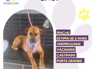 Cachorro raça SRD-ViraLata idade 2 anos nome Chico