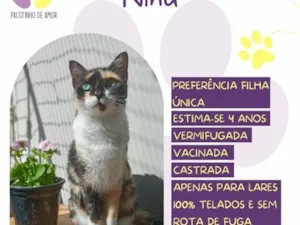 Gato raça SRD-ViraLata idade 4 anos nome Nina