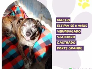 Cachorro raça SRD-ViraLata idade 6 ou mais anos nome Sebastian
