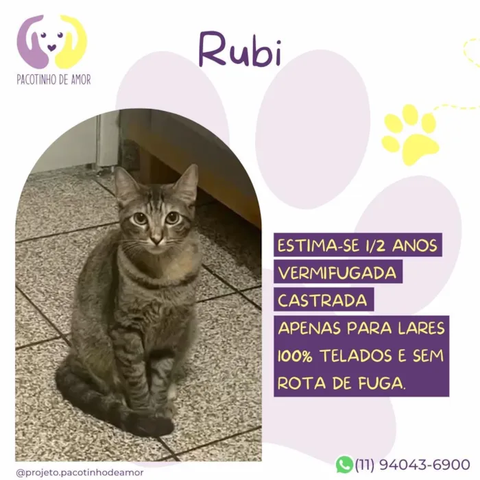 Gato raça SRD-ViraLata idade 2 anos nome Rubi