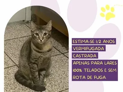 Gato raça SRD-ViraLata idade 2 anos nome Rubi