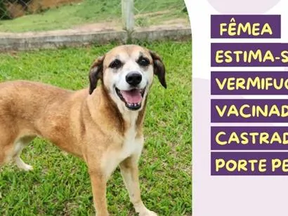 Cachorro raça SRD-ViraLata idade 6 ou mais anos nome Wendy