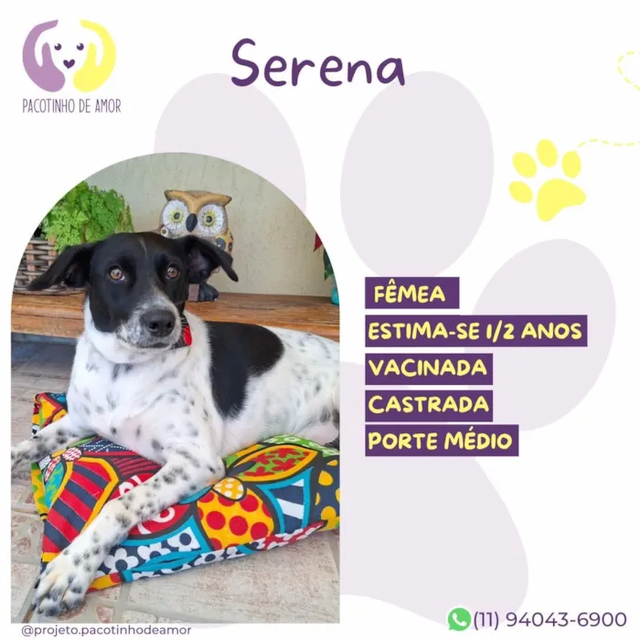 Cachorro raça SRD-ViraLata idade 2 anos nome Serena