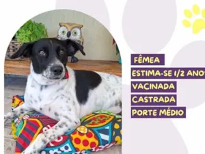 Cachorro raça SRD-ViraLata idade 2 anos nome Serena