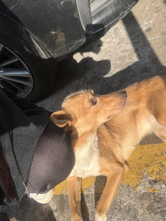 Cachorro raça SRD-ViraLata idade 2 anos nome mel