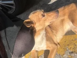 Cachorro raça SRD-ViraLata idade 2 anos nome mel