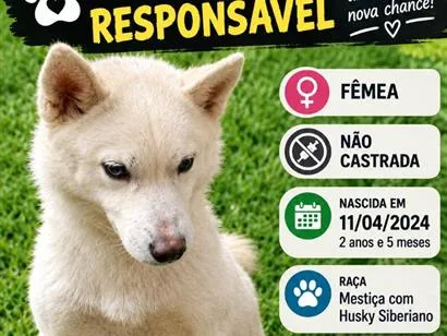 Cachorro raça SRD-ViraLata idade 2 anos nome Maia