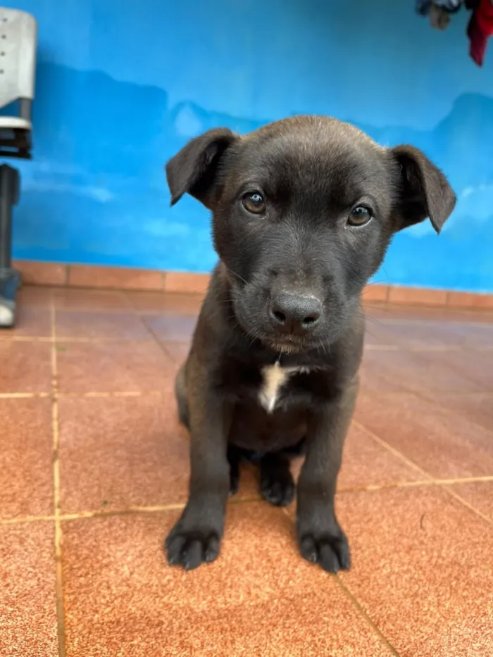 Cachorro raça Pastor Alemão idade 2 a 6 meses nome Não tem ainda 