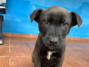 Cachorro raça Pastor Alemão idade 2 a 6 meses nome Não tem ainda 