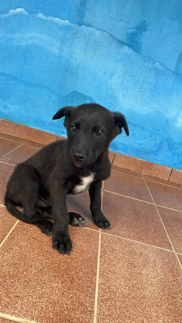 Cachorro raça Pastor Alemão idade 2 a 6 meses nome Ainda não tem nome 