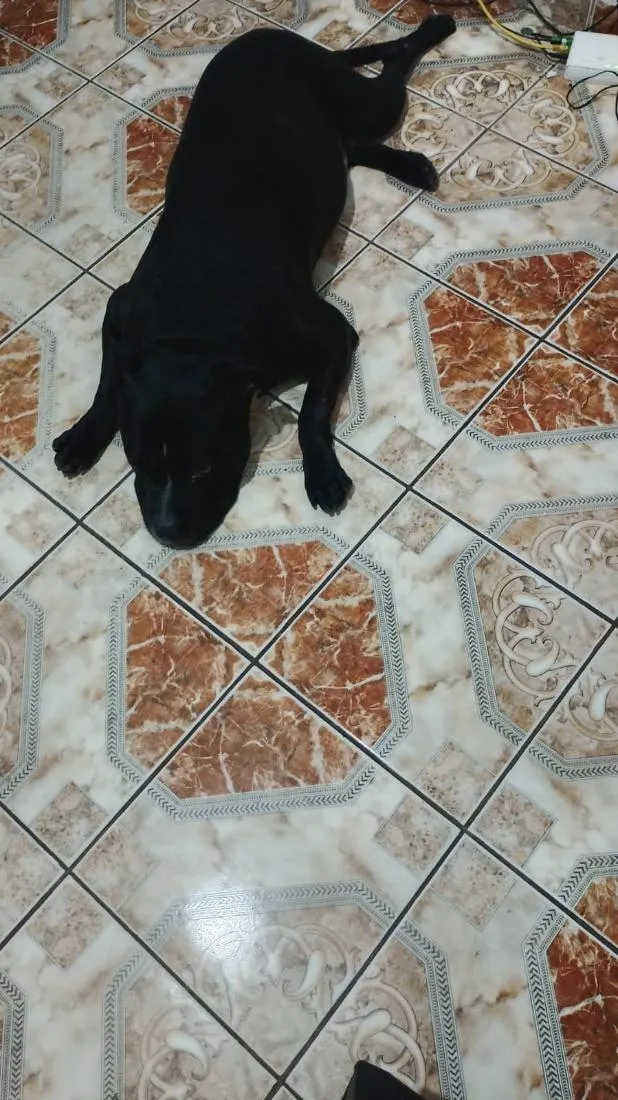 Cachorro raça Pit-Bull idade 6 ou mais anos nome Spike 