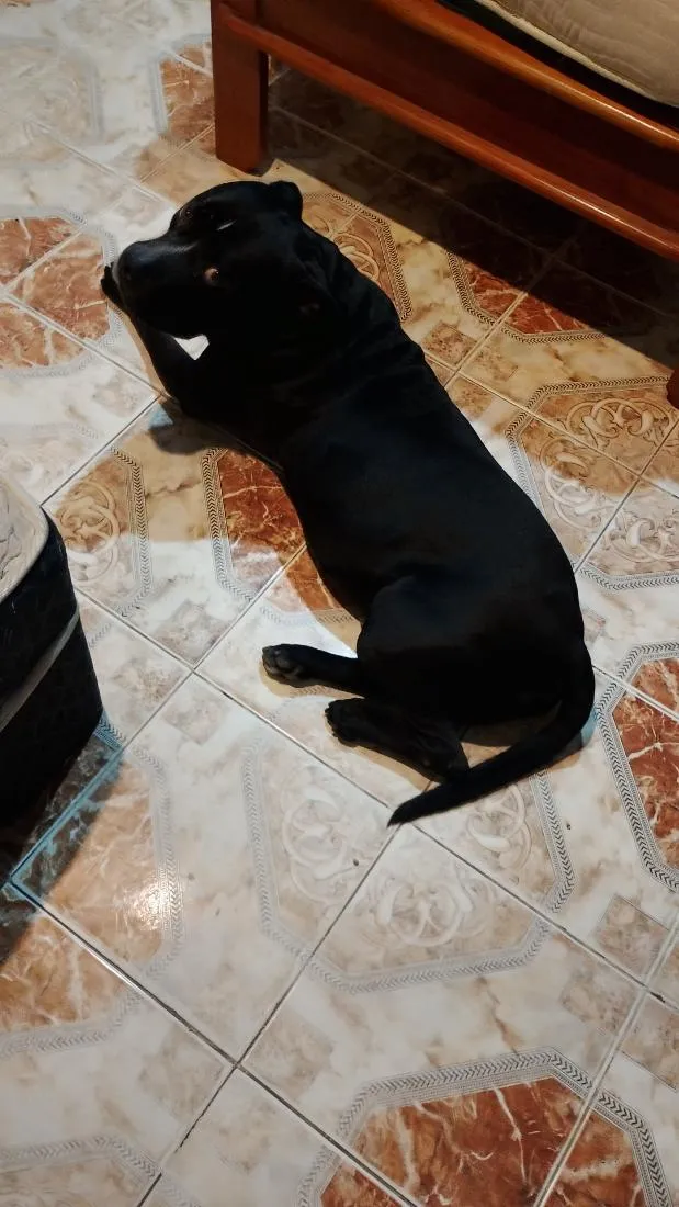 Cachorro raça Pit-Bull idade 6 ou mais anos nome Spike 