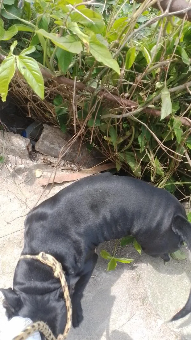 Cachorro raça Pit-Bull idade 6 ou mais anos nome Spike 