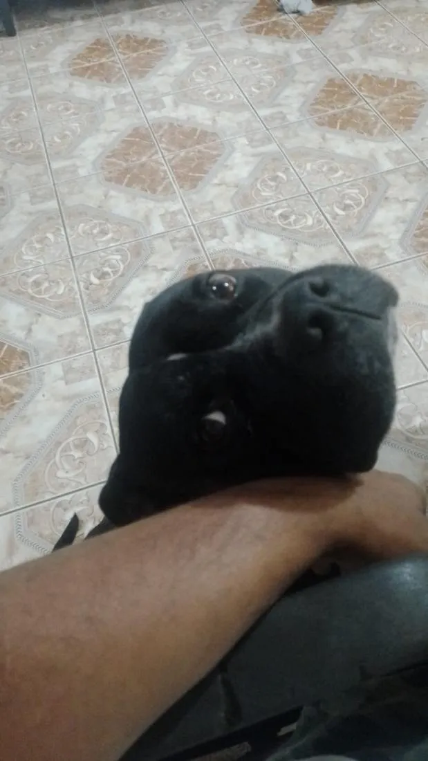 Cachorro raça Pit-Bull idade 6 ou mais anos nome Spike 