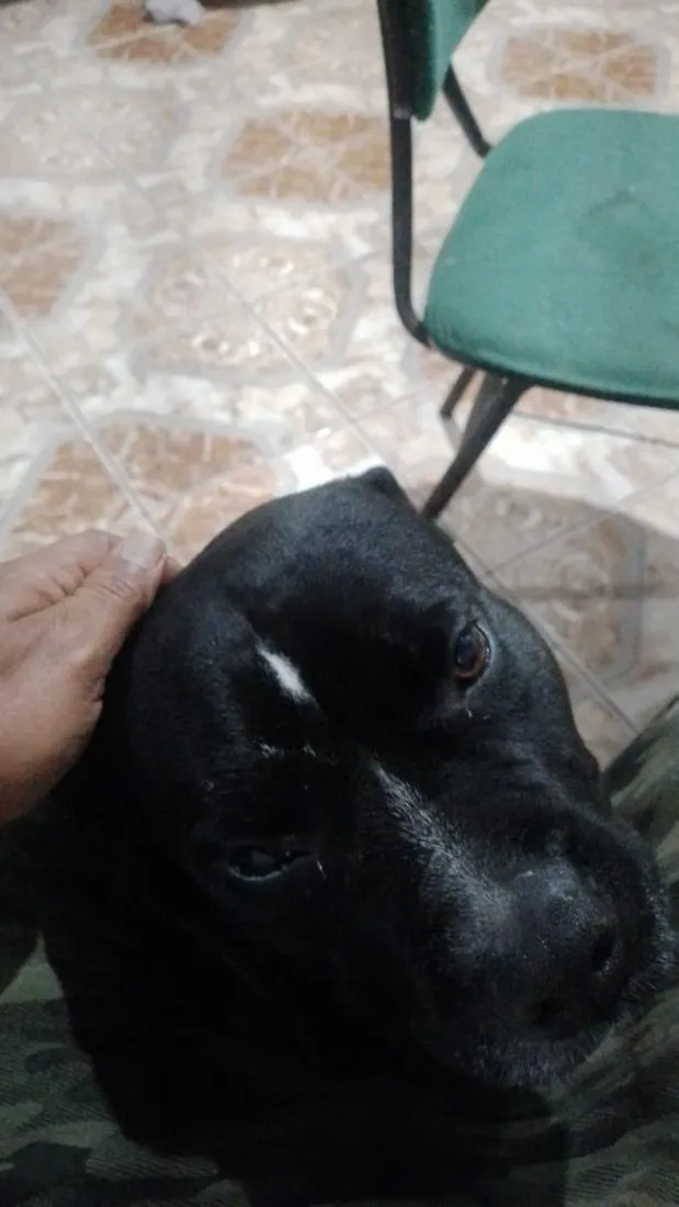 Cachorro raça Pit-Bull idade 6 ou mais anos nome Spike 