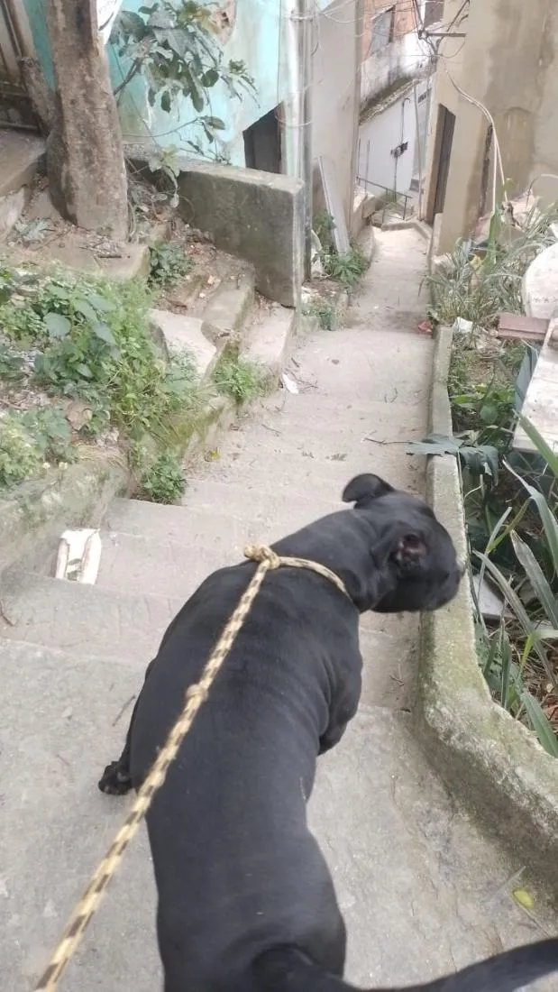 Cachorro raça Pit-Bull idade 6 ou mais anos nome Spike 