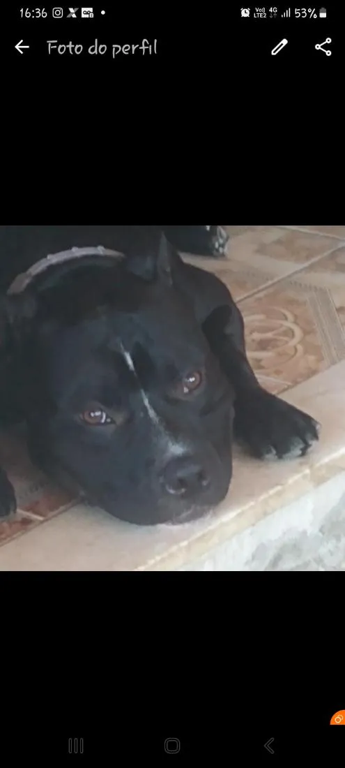 Cachorro raça Pit-Bull idade 6 ou mais anos nome Spike 