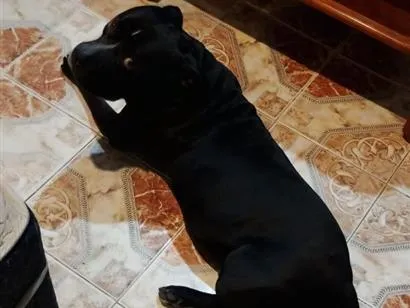 Cachorro raça Pit-Bull idade 6 ou mais anos nome Spike 