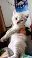 Gatinhos para doação!