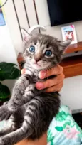 Gatinhos para doação!