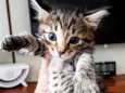 Gatinhos para doação!