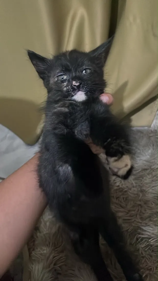 Gato raça SRD-ViraLata idade Abaixo de 2 meses nome Não tem nome