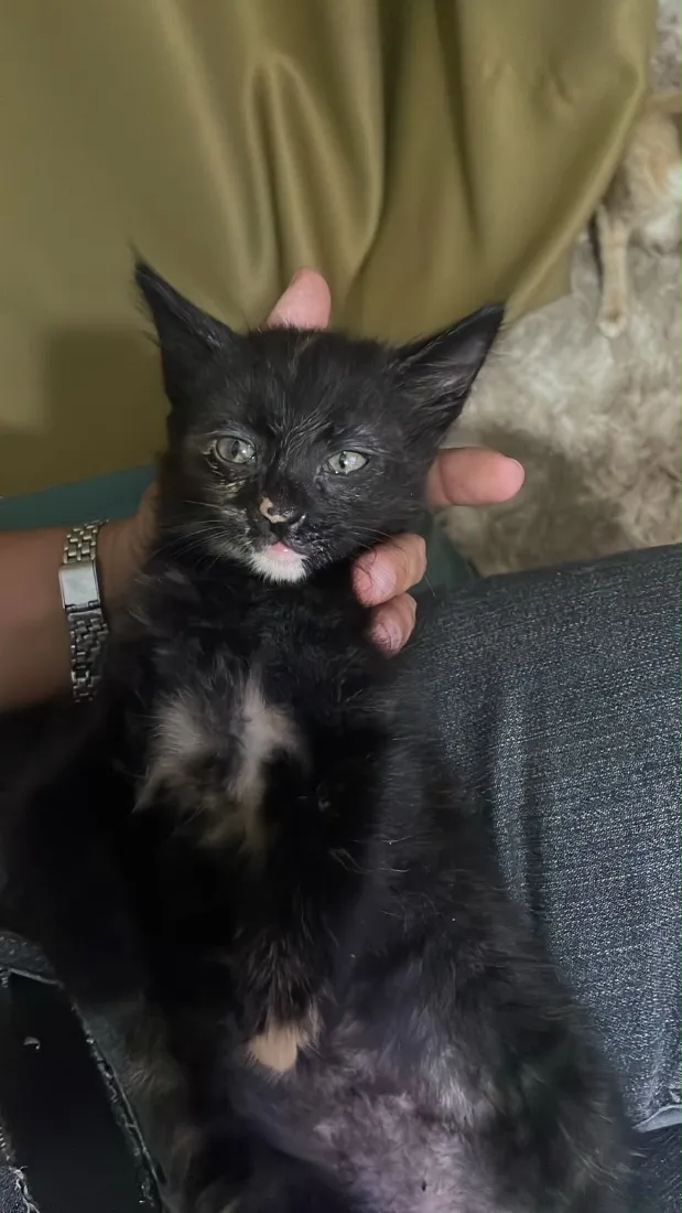 Gato raça SRD-ViraLata idade Abaixo de 2 meses nome Não tem nome