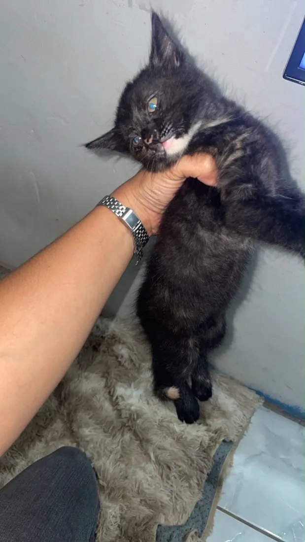 Gato raça SRD-ViraLata idade Abaixo de 2 meses nome Não tem nome