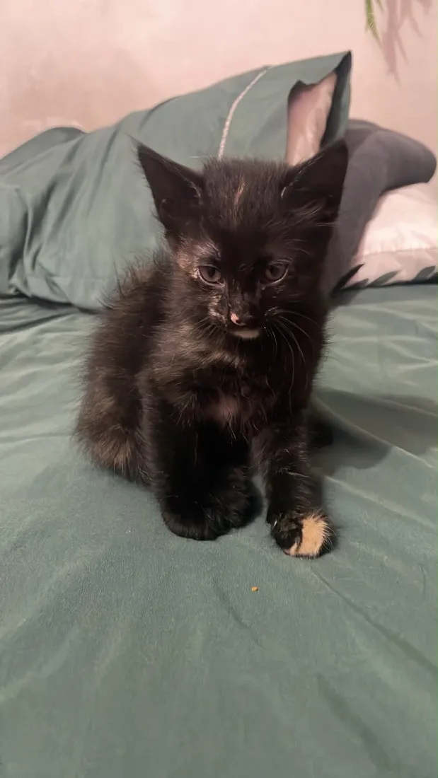 Gato raça SRD-ViraLata idade Abaixo de 2 meses nome Não tem nome