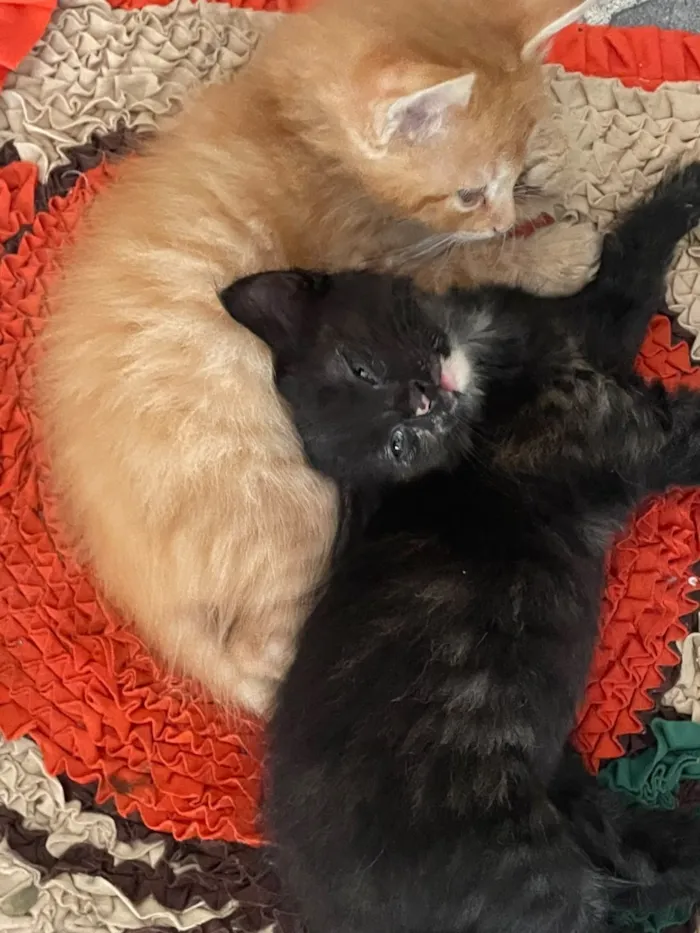 Gato raça SRD-ViraLata idade Abaixo de 2 meses nome Não tem nome