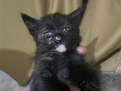 Gato raça SRD-ViraLata idade Abaixo de 2 meses nome Não tem nome